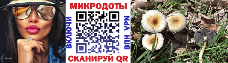 Галлюциногенные грибы Psilocybe  Купить закладки  Новая Ладога 